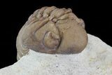 Detailed Lochovella (Reedops) Trilobite - Oklahoma #68632-5